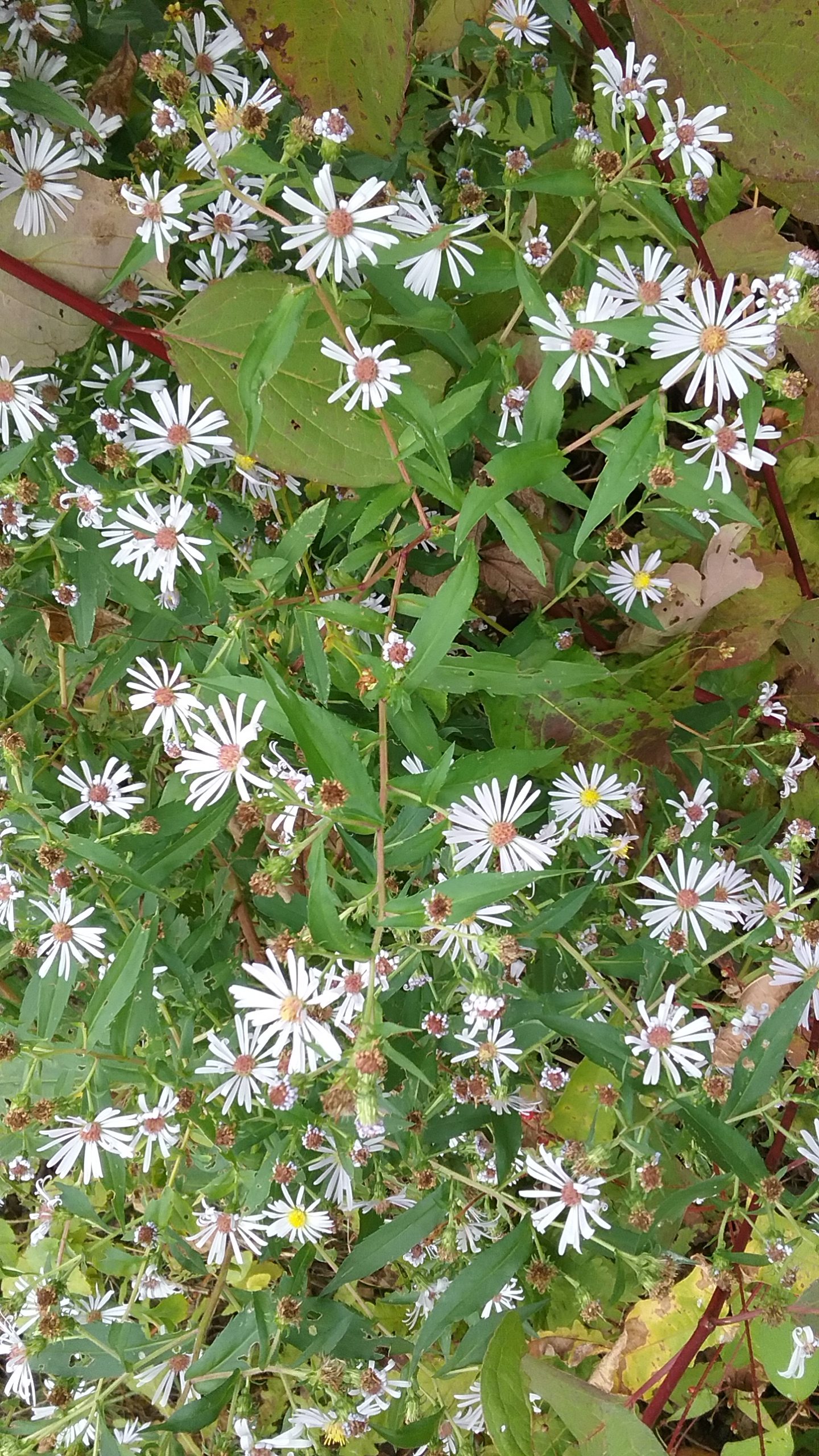 H white daisylike wildflowers