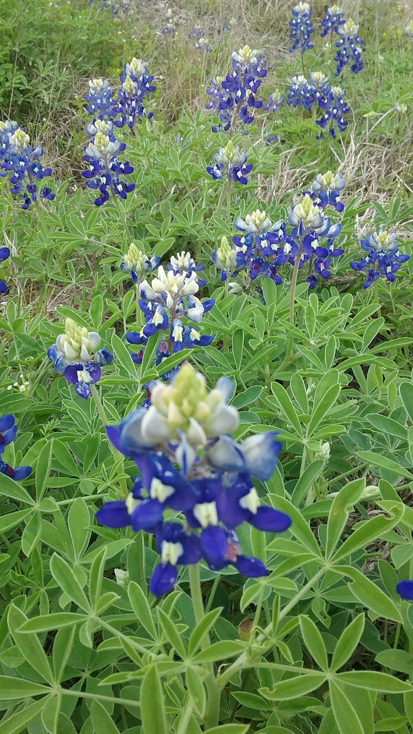 V bluebonnets closeup