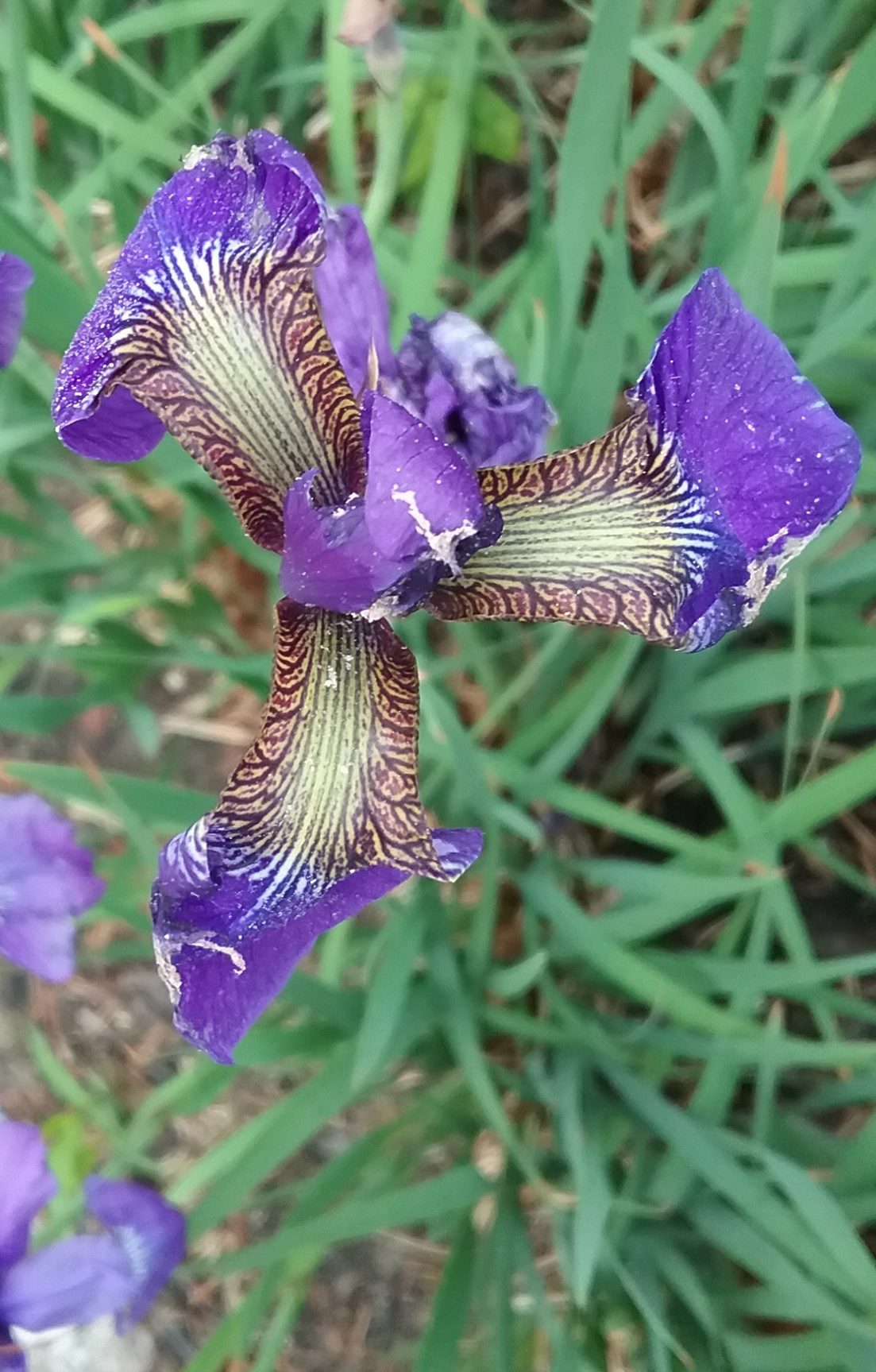 V iris stained glass (cropped)