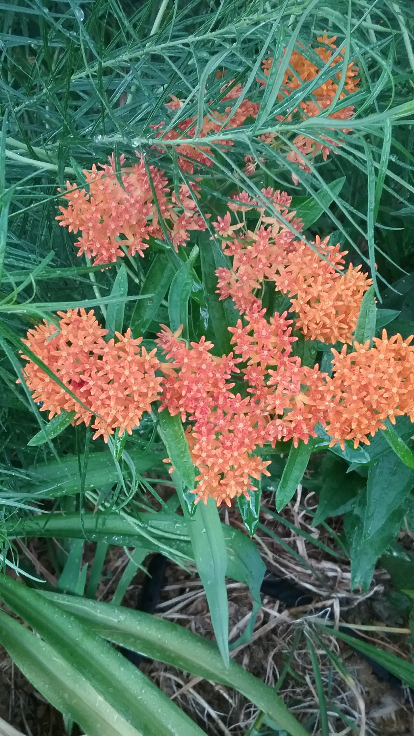 V orange cluster flowers