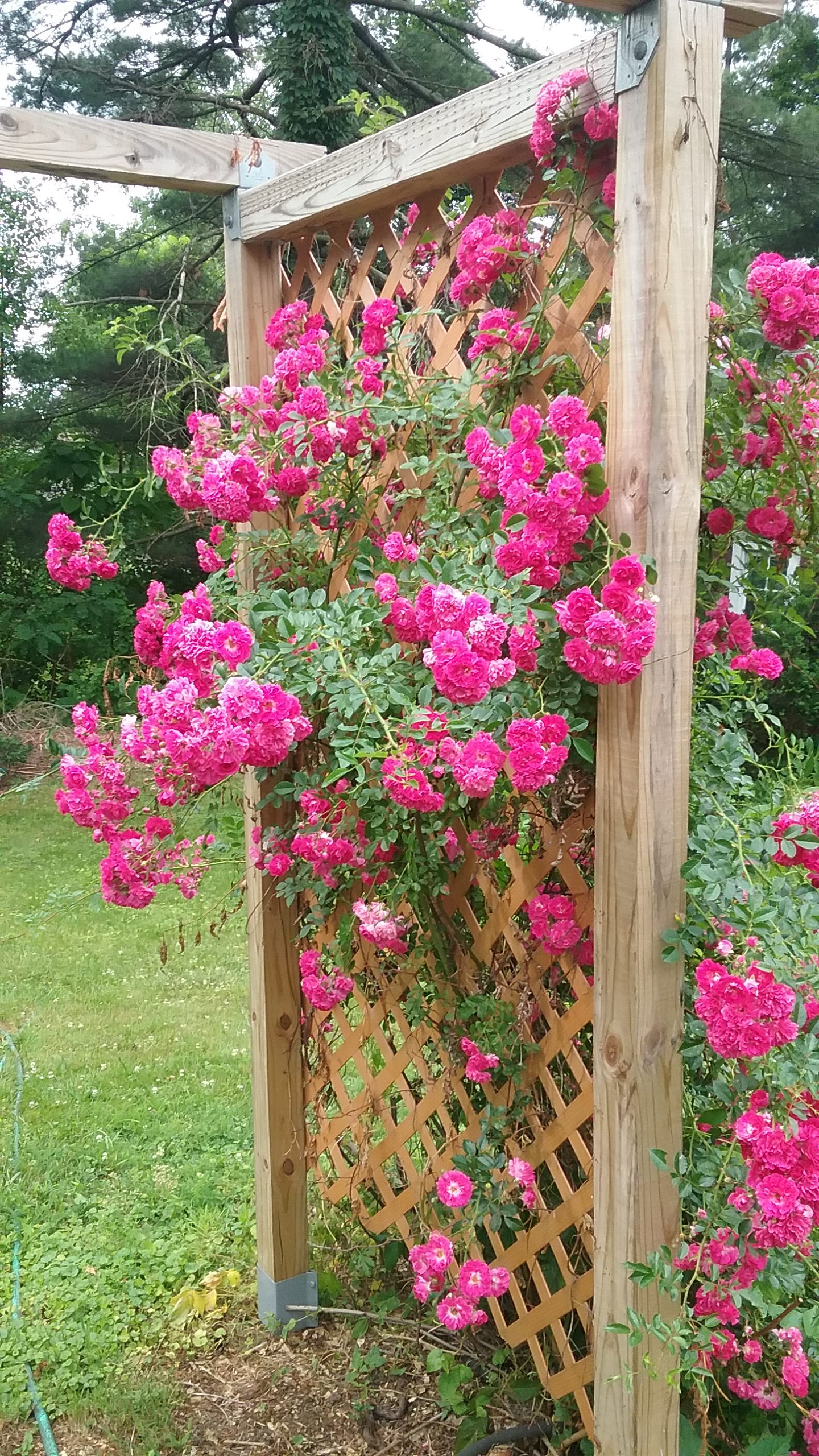 V rugosa roses